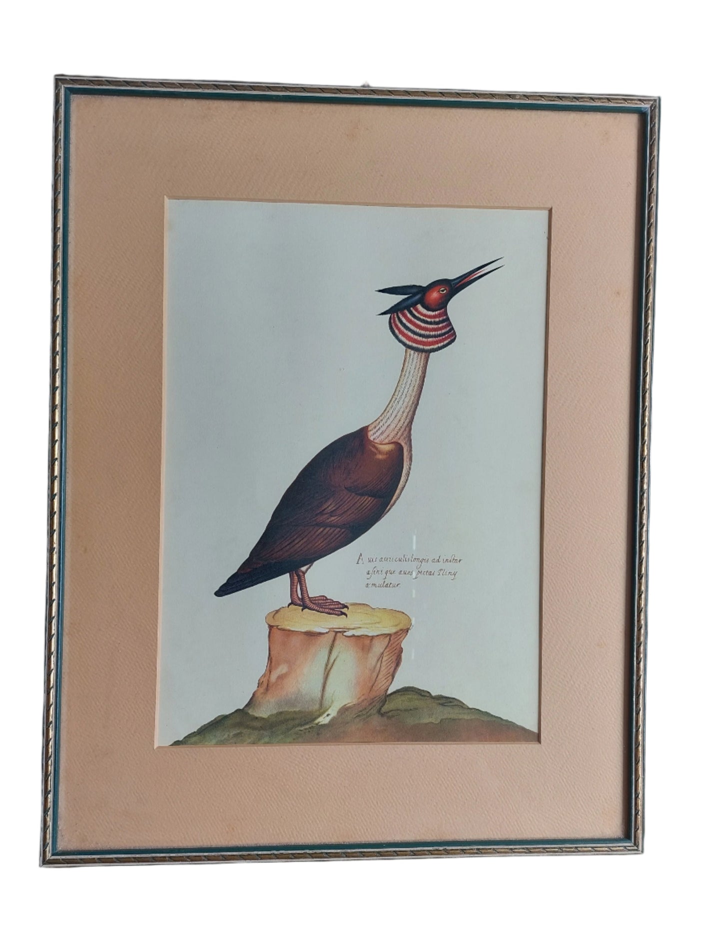Pair of Rare Birds prints