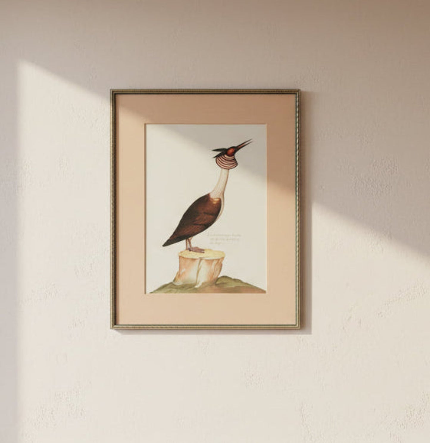 Pair of Rare Birds prints
