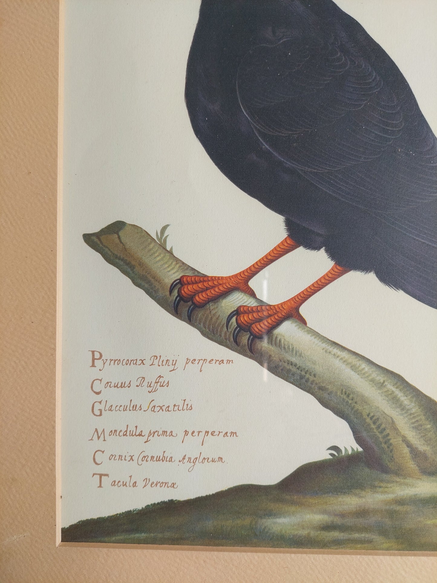 Pair of Rare Birds prints