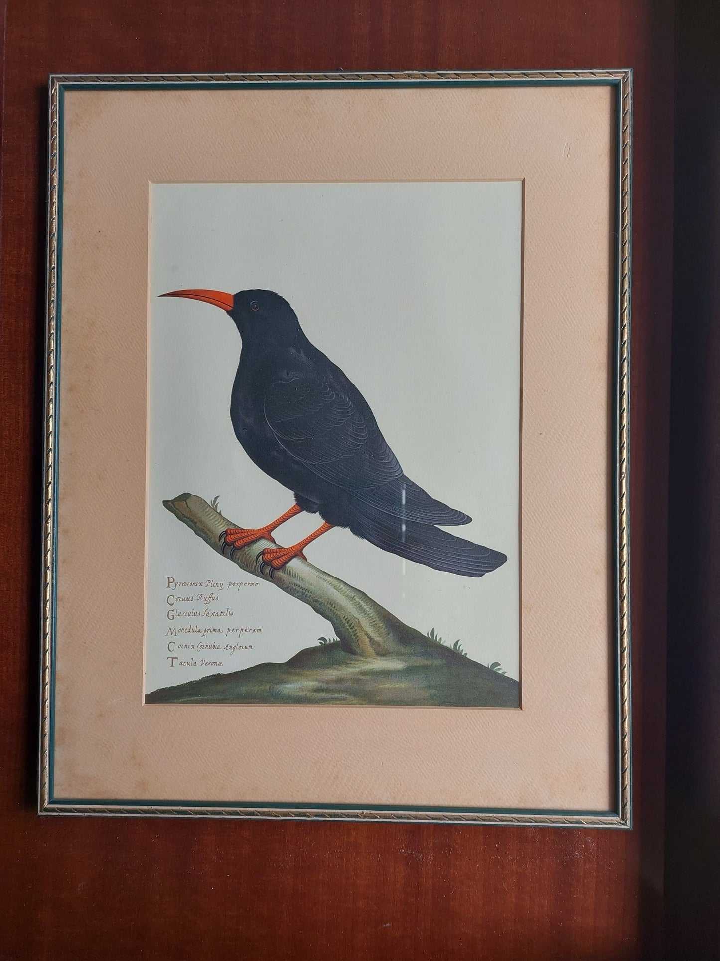 Pair of Rare Birds prints