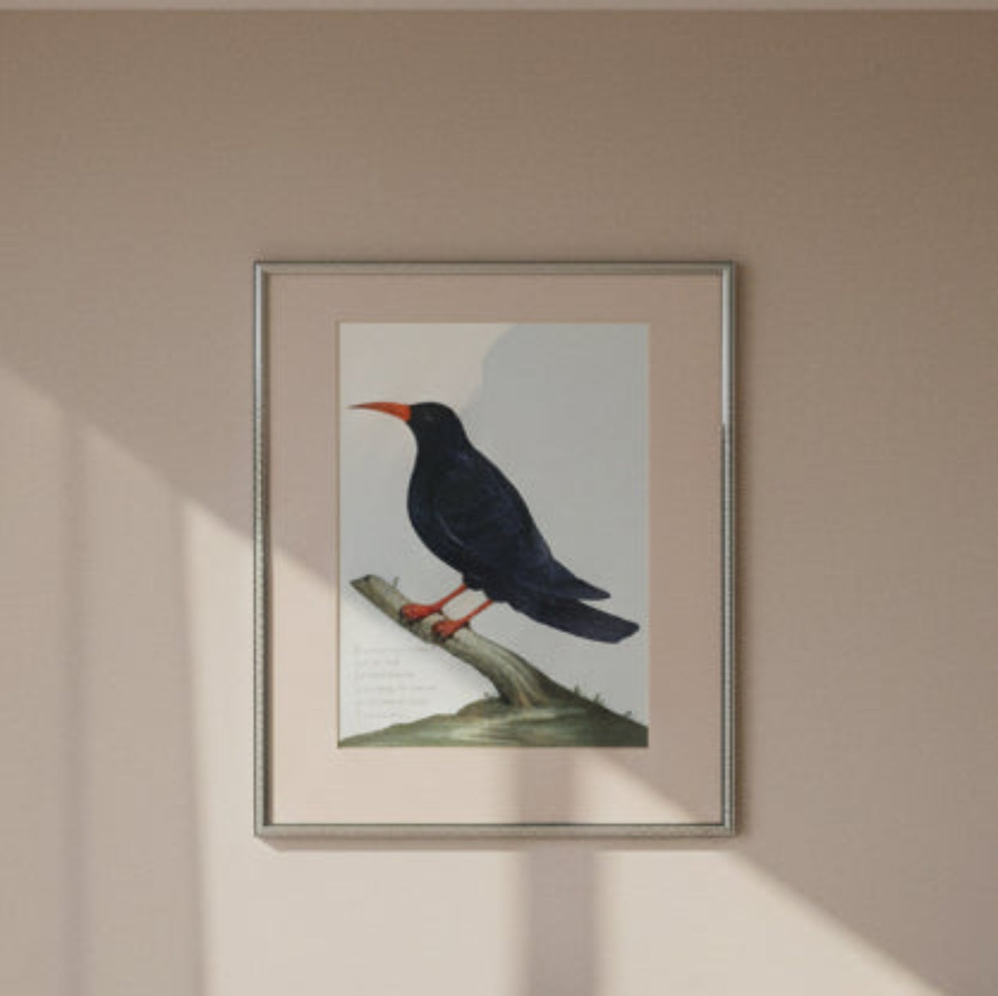 Pair of Rare Birds prints
