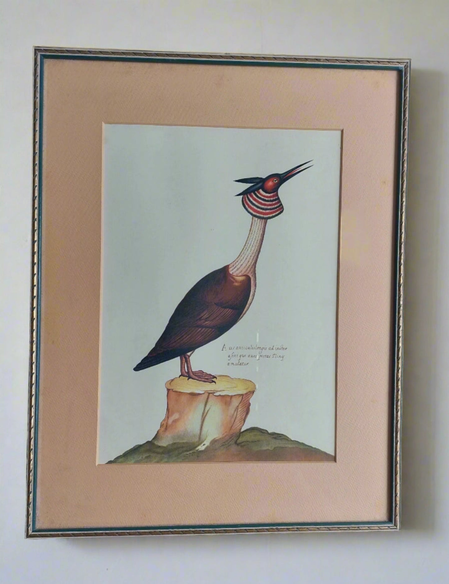 Pair of Rare Birds prints